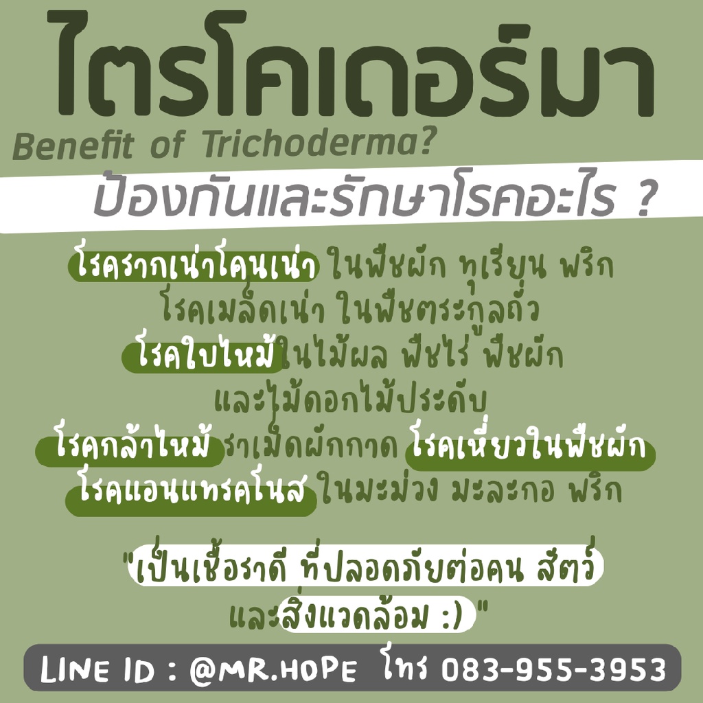 ไตรโคเดอร์มา ชนิดผง100กรัม x 3ชอง # trichoderma ป้องกันและกำจัดโรคพืชที่เกิดจากเชื้อรา ราคา ถูกที่สุด ดีลบีเคเค แกลเลอรีภาพที่ 4