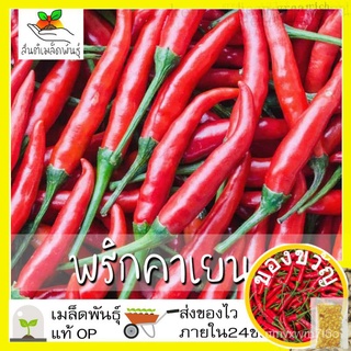 เมล็ดพันธุ์ พริกคาเยน 50 เมล็ด Long Red Cayenne Pepper เมล็ดพันธุ์แท้100% นำเข้าจากต่างประเทศ ปลูกผัก สวนครัว ราคาถูก/เม