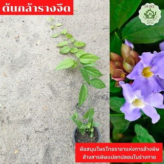 ต้นรางจืด​ ขับสารพิษ​ ต้นรางจืดแก้เมาค้าง รางจืดถอนสารพิษ​