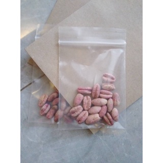 เมล็ดอินทผาลัมแท้ 10 เมล็ด สายพันธุ์เมดจูน Seeds Medjool เมล็ดแท้จากต้นเพาะเนื้อเยื้อ