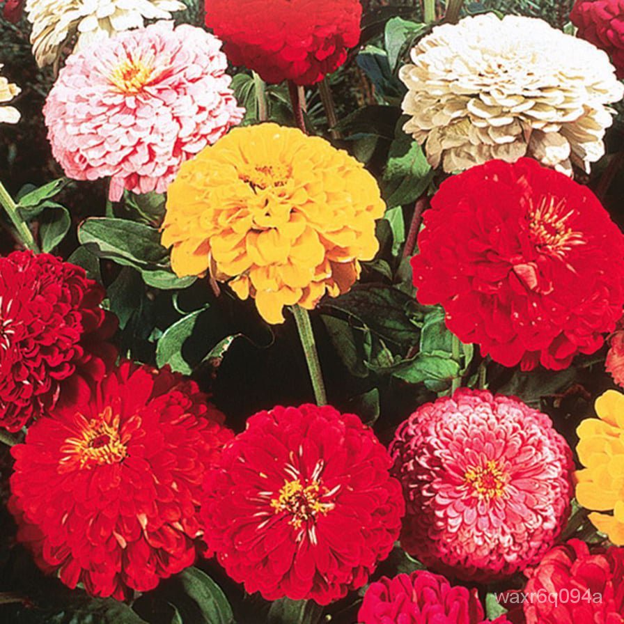 จุดประเทศไทย Zinnia California Giants Seeds For Planting (10 Seeds ...