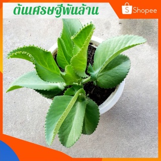 ต้นเศรษฐีพันล้าน กระถาง 15 นิ้ว ไม้มงคลแห่งความร่ำรวยมั่งคั่ง ถ้าปลูกไว้จะร่ำรวย ทำมาค้าขึ้น