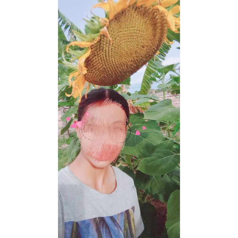 เมล็ดพันธุ์ทานตะวันอะควอร่า6 บรรจุ100เมล็ด ดอกใหญ่ให้ผลผลิตสูง - รูปที่ 3