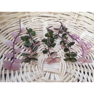 เบี้ยงก้า กิ่งตัดสด ริบบิ้นชาลี ชอบแดด (Charlie ribbon) Mini Turtle Plant