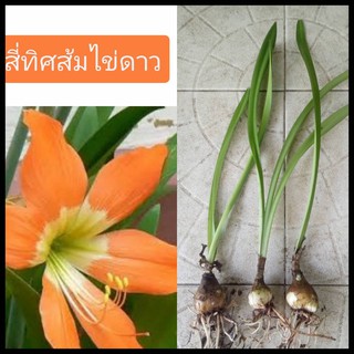 ว่านสี่ทิศ สี่ทิศส้มไข่ดาว5ต้น ไม้มงคล ไม้หัว ว่านสี่ทิศส้มไข่ดาว