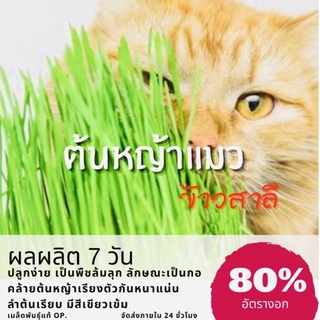 เมล็ดพันธุ์ ต้นหญ้าแมว ( ซื้อ 10 แถม 1 คละอย่างได้)