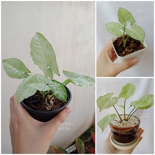 ต้นออมเงิน (Syngonium podophyllum)