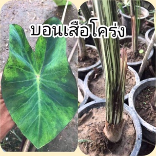 บอนเสือโคร่ง Colocasia Tiger Stripe ขายแบบเหง้า