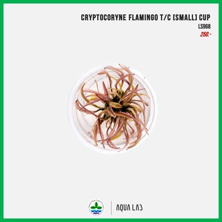 [APC] Cryptocoryne flamingo (คริปฟลามิงโก) [ไม้น้ำ - Aquatic…