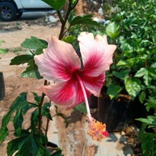 ต้นชบา (Hibiscus) สีโอรส กับ สีชมพู