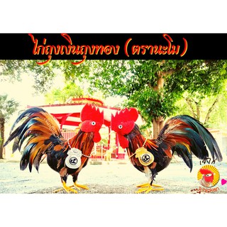 (ได้เป็นคู่) ตุ๊กตาไก่คู่มงคล &gt; ไก่คู่ถุงเงินถุงทอง ตรานะโม &gt; ไก่ขนจริง ห้อยสร้อยถุงเงินถุงทอง ปักตรานะโม