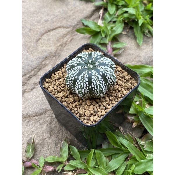 Astrophytum asterias ( super kabuto )