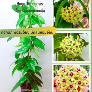 Hoya Halconensis โฮย่าดอกเขียวเหลือง ส่งต้นติดดอก มีกลิ่นหอม