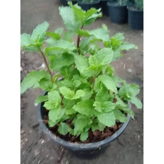 ต้นพันธ์ุสะระแหน่ ปลูกในกระถาง 4 นิ้ว