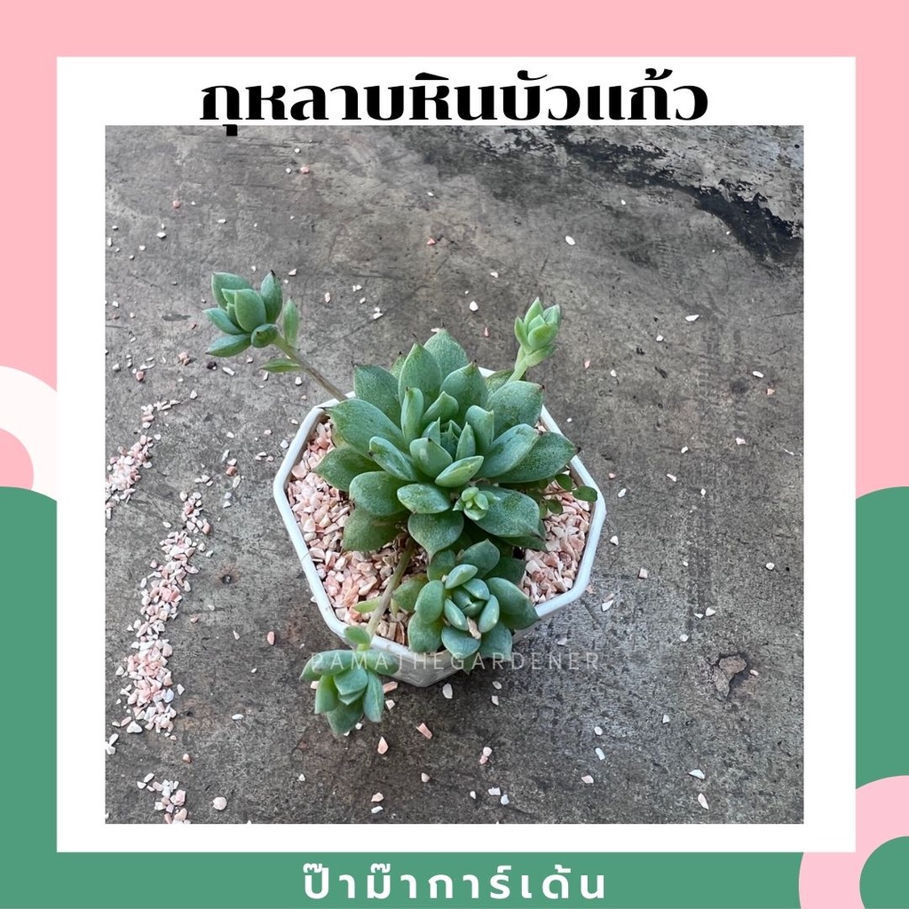 ต้นกุหลาบหินบัวแก้ว กระถาง 3 -4 นิ้ว