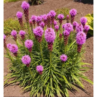 Liatris เลียทริส สีม่วง ซื้อ 2 แถม 1