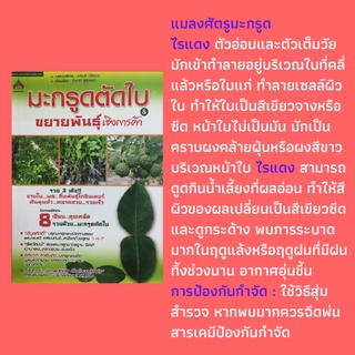 หนังสือเกษตร มะกรูดตัดใบขยายพันธุ์เชิงการค้า : การปลูกมะกรูดแบบทั่วไป โรคและแมลงศัตรูมะกรูด การขยายพันธุ์มะกรูด