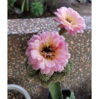 กระบองเพชร cactus ไม้กราฟ echinopsis Gratitude  ไซส์แม่พันธุ์ ต้นใหญ่แข็งแรง