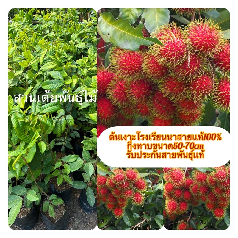 ต้นเงาะโรงเรียนนาสารเเท้100% กิ่งติดตาขนาด30-70cm รับประกันสายพันธุ์แท้