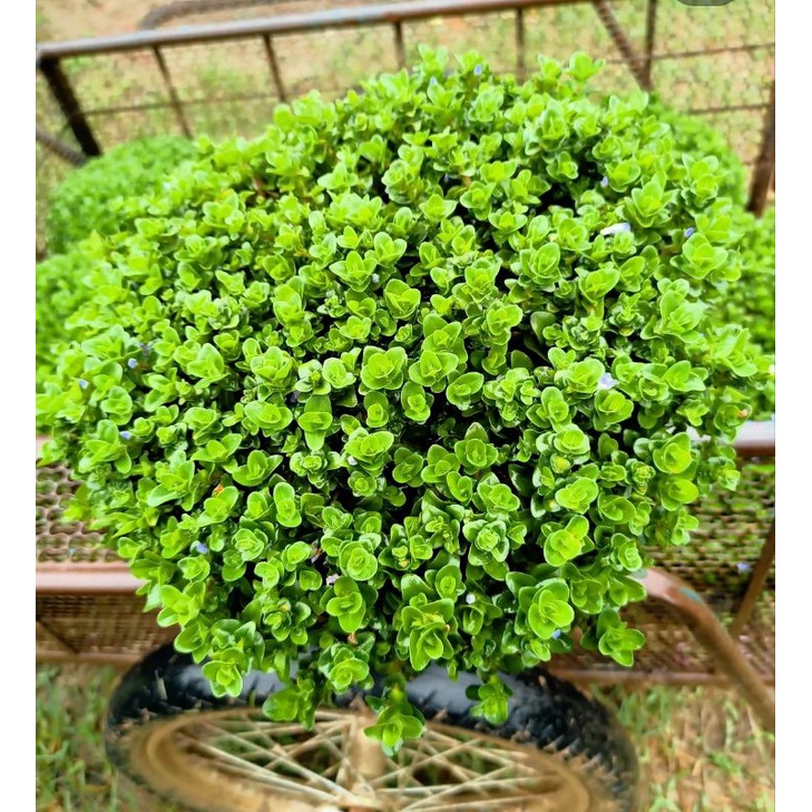 ลานไพลิน ไม้มงคลมีกลิ่นหอม  กระถาง 8 นิ้ว