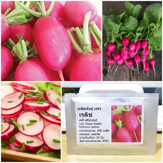 เมล็ดพันธุ์ แรดิชเลดี้สลิปเปอร์ Lady Slipper Radish Seed บรรจุ 200 เมล็ด คุณภาพดี ราคาถูก ของแท้ 100%