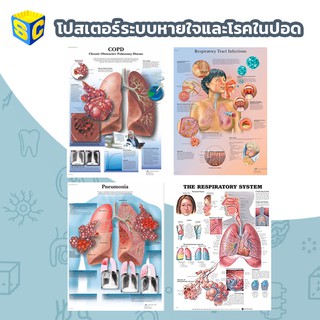 โปสเตอร์ระบบหายใจและโรคในปอด Respiratory Anatomy Poster