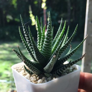 harworthia attenuata  ฮาวอร์เทียม้าลาย