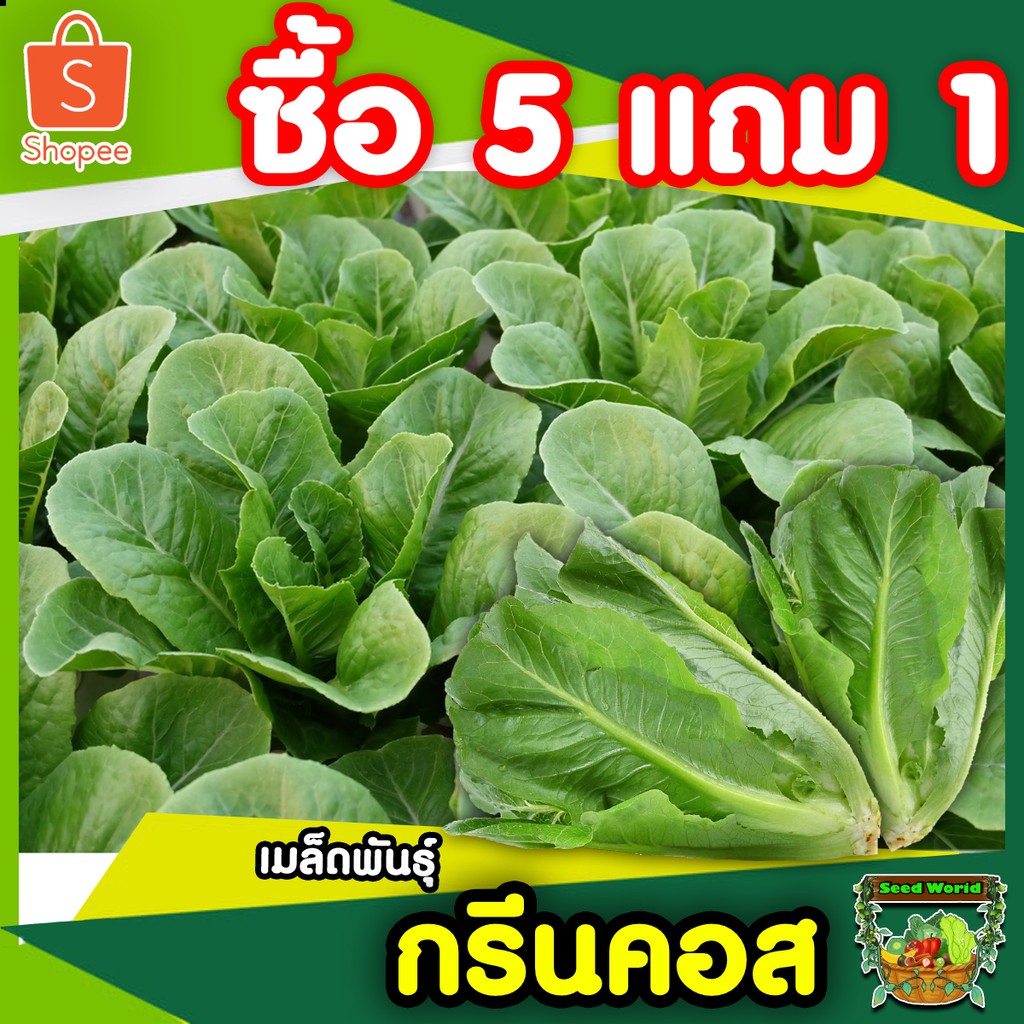 5แถม1เมล็ดผักสลัดกรีนคอส 2000 เมล็ด สายพันธุ์แท้คุณภาพ ปลูกง่าย ปลูกได้ทุกฤดูการ ทรงสวย เป็นที่ต้องการของตลาด