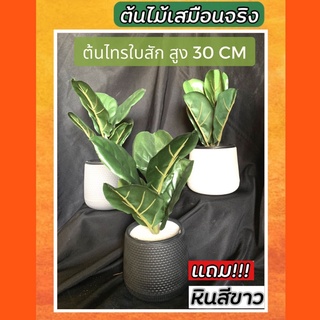 (มาใหม่) ต้นไทรใบสักปลอม สูง 35 cm ฟรีกระถางมินิมอล 5 นิ้ว ฟรีหินขาว ส่งไว