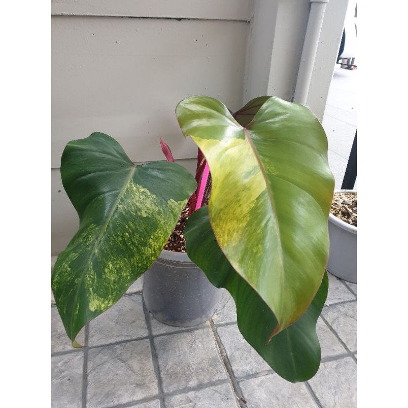 Philodendron Red Emerald Variegated (Strawberry shake)