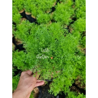 LuSh GarDen ต้นผักชีลาว ทำเมนูอะไรก้แซ่บอีหลี 🤤🤤