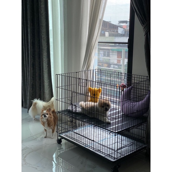 กรง เปิดฝาบนได้ มีล้อ ใบใหญ่ ปรับระดับชั้นได้ c5 c5p กรงหมา กรงสุนัข กรงพับ - รูปที่ 2