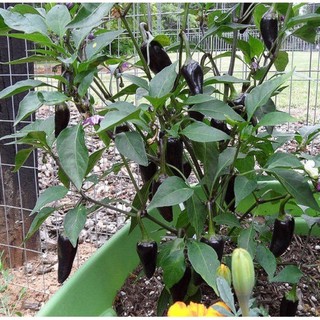 เมล็ดพันธุ์ พริกจาราปิโน่ สีม่วง เผ็ดน้อย ( Jalapeno Pepper ) บรรจุ 3 เมล็ด