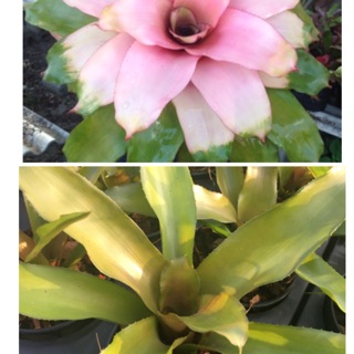 หน่อ-สับปะรดสี#bromeliad# Neo Michi  #ต้นไม้สวยงาม# ไม้ประดับ# ตกแต่งบ้าน#bromeliad# ไม้ประดับ# ไม้มงคล# ขายถูก