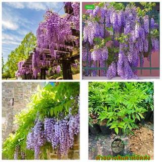 (vาย ต้นพันธุ์)มี6สีให้เลือก ดอก ต้น วิสทีเรีย / วิสเทอเรีย Wisteria  สี ขาว ม่วง ชมพู เหลือง ชมพูอ่อน มี ต้น2ปี 5ปี