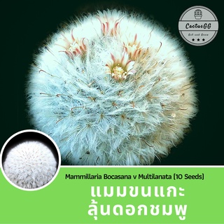 แมม ขนแกะ (10 เมล็ด) Mammillaria Bocasana v Multilanata แคคตัส สีขาว