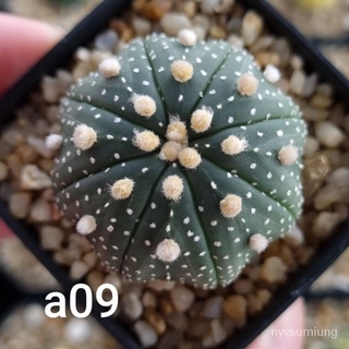 เมล็ด ขายดี/Astrophytum​ asterias​ ​/อินทรีย์ คละ สวนครัว ดอก