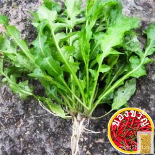 Chinese Cabbage Seeds Big Yeyang Four Seasons Rapeseed Fragrant Spring Vegetables Seed Chinese Cabbage Seeds Chinese Cab