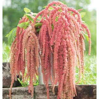 เมล็ดพันธุ์ผักโขม ไมร่า Mira Amaranthus Seed บรรจุ 200 เมล็ด ของแท้ คุณภาพดี ราคาถูก นำเข้าจากต่างประเทศ