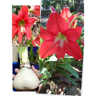 🌷1 แถม 1🌷โปรโมชั่น ว่านสี่ทิศสีแดงดอกใหญ่  Amaryllis ไม้มงคลไม้เรียกทรัพย์