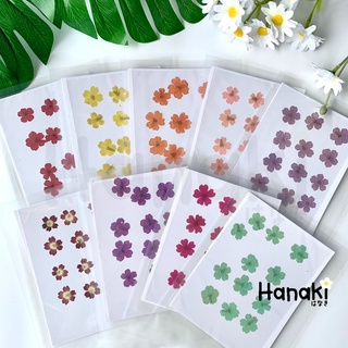 【พร้อมส่ง】ดอกเวอร์บีน่า ดอกเวอร์บีน่าทับ ดอกไม้ทับแห้ง ดอกไม้จริงทับแห้ง Pressed Flowers💐