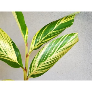 ข่าด่าง Variegated Shell Ginger (Alpinia Zerumbet Variegata)