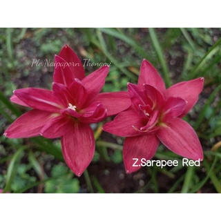 บัวดินสีแดงดอกซ้อน Z.Sarapee Red แดงสาระภี หัวละ80บาท