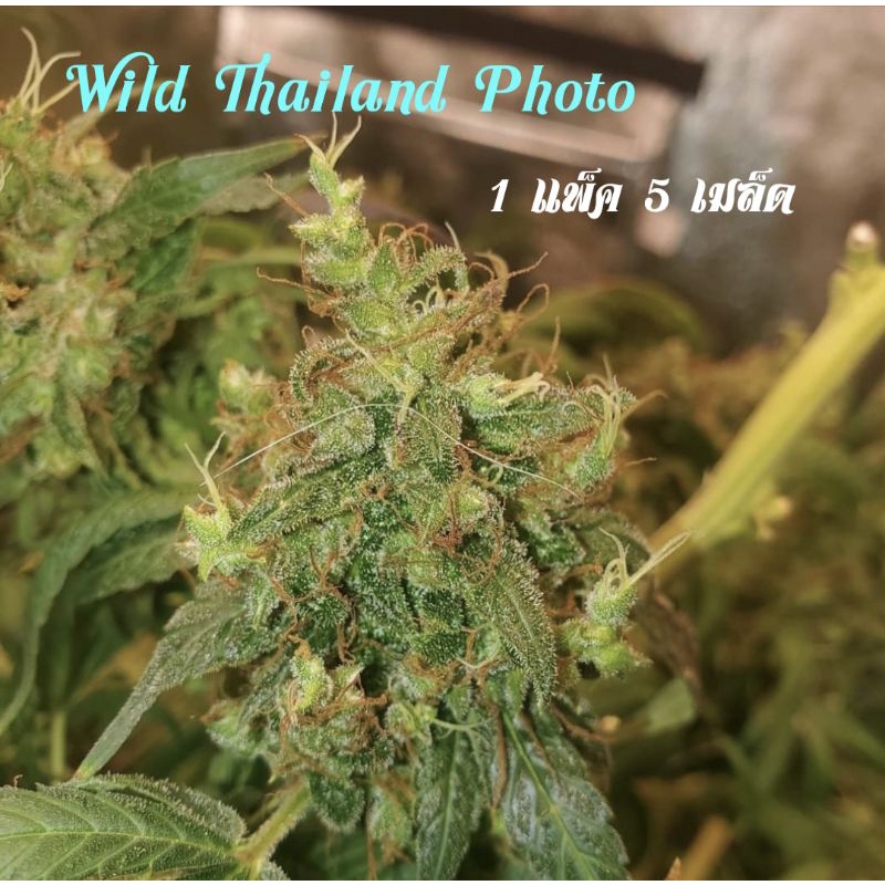 เมล็ด Wild Thailand Photo 1 แพ็ค 5 เมล็ด