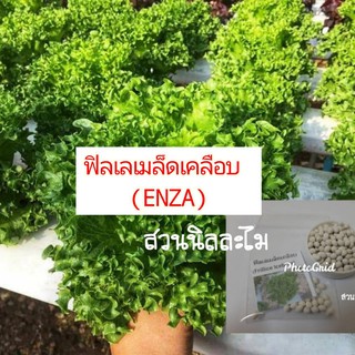 เมล็ดพันธุ์ผักสลัดฟิลเลเคลือบ 20เมล็ด25บาท (มีบริการเก็บเงินปลายทาง)