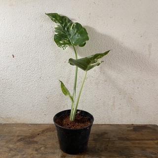 โอกินาว่า บอนโอกินว่า alocasia okinawa