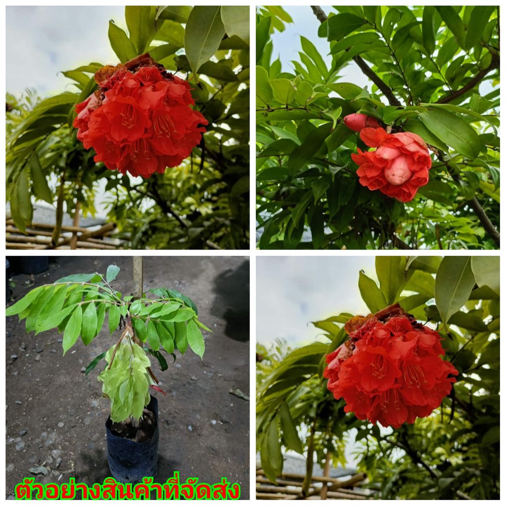 (ขาย ต้นพันธุ์) ดอก ต้น อโศก โคลัมเบีย Columbia ashoka tree ต้นชำกิ่ง ไม้ไทยดอกหอม