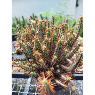 euphorbia aeruginosa กราฟตอแลคเตีย