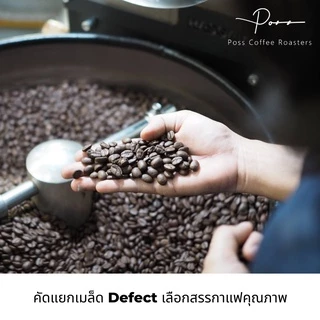 Poss Coffee Roasters เมล็ดกาแฟคั่ว กลาง เข้ม ลาว โบโลเวน อาราบิก้า 100% ขนาด 1kg บดฟรี ราคาส่ง