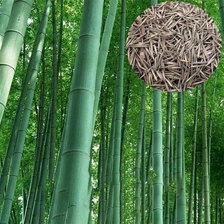 50เมล็ดเมล็ดไผ่ Moso bamboo Moso bamboo Moso bamboo Phyllostachys Pubescensไผ่เดี่ยวสารสกัดจากไผ่ไผ่พืชเศรษฐกิจสายพันธุ์